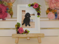 ひたちなか市愛犬ｆｉｎeちゃん