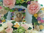 水戸市愛犬ロンちゃん