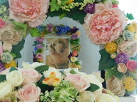 水戸市愛犬ロンちゃん