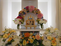 那珂市愛猫にゃおちゃん