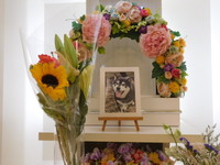 常陸大宮市愛犬ごまちゃん