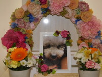 常陸太田市愛犬梅吉ちゃん