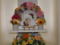 水戸市愛犬ダッフィーちゃん