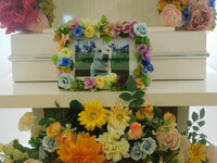 日立市愛犬くるみちゃん