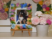 水戸市愛犬ククちゃん