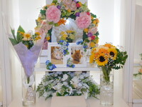 常陸大宮市ハムスターとめ子ちゃん