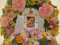 水戸市愛犬茶太郎ちゃん