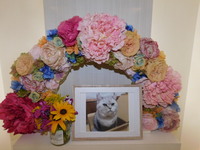 水戸市愛猫ハッピーちゃん