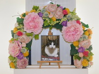 水戸市愛猫ふくちゃん