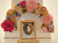 笠間市モルモット・ぺティちゃん