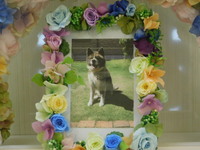 水戸市愛犬レイちゃん