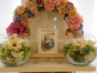 那珂市愛猫レンちゃん