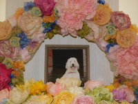 水戸市愛犬チャッキーちゃん