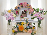 笠間市愛犬大和ちゃん