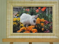 水戸市愛兎ゆきちゃん