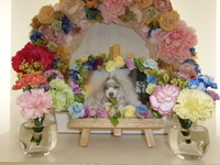 水戸市愛犬ＳＯＬＡちゃん