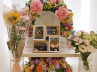 常陸太田市愛犬麻あやちゃん