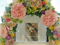 水戸市愛犬モカちゃん