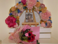 常陸太田市愛犬光ちゃん