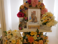 水戸市愛猫チルノちゃん