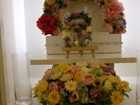 水戸市愛犬モコちゃん