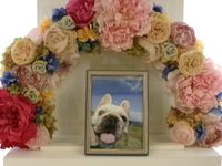 水戸市愛犬ケビンちゃん