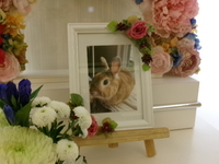 水戸市愛兎チキチキちゃん