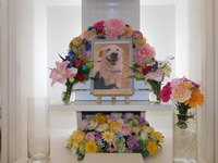 栃木県茂木町愛犬クゥちゃん