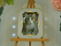 東海村愛猫Ａｍｅｌｉａ（アメリア）ちゃん