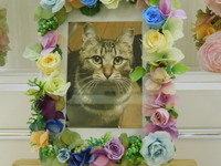 水戸市愛猫とら子ちゃん