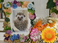 日立市ハリネズミ・むぎちゃん