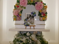 日立市愛犬チップちゃん