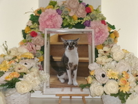 鹿嶋市愛猫琥珀ちゃん