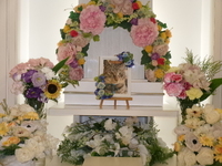 水戸市の愛猫小夏ちゃん