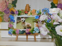 常陸大宮市愛犬ココアちゃん