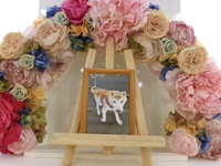 ひたちなか市愛犬健斗ちゃん