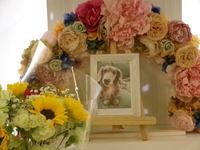 水戸市愛犬らんぼちゃん