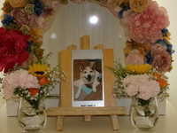 水戸市愛犬ぶるちゃん