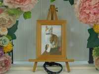 常陸大宮市愛猫のび太ちゃん