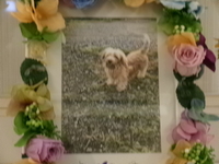 常陸大宮市愛犬イヴちゃん