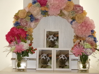 那珂市愛猫るーちゃん