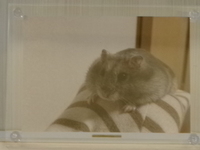 ひたちなか市ハムスターぷんちゃん