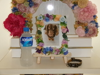 水戸市愛犬めいちゃん