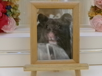 水戸市クロクマハムスターベアちゃん