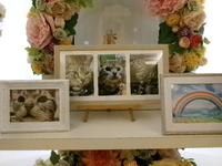 阿見町愛猫鳴門ちゃん