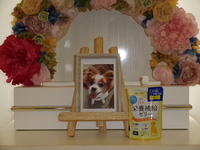 笠間市愛犬蘭丸ちゃん