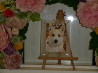 水戸市愛犬ロッキーちゃん