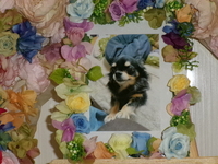 ひたちなか市愛犬ゆずちゃん