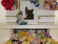 ひたちなか市愛犬小太郎ちゃん