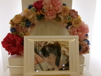 群馬県愛兎はなちゃん